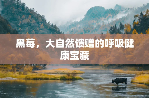 黑莓，大自然馈赠的呼吸健康宝藏