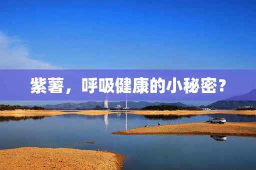紫薯，呼吸健康的小秘密？