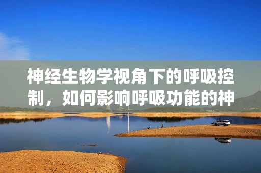 神经生物学视角下的呼吸控制，如何影响呼吸功能的神经回路？