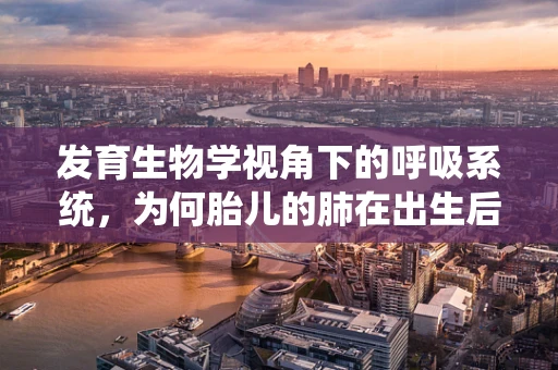 发育生物学视角下的呼吸系统，为何胎儿的肺在出生后迅速成熟？